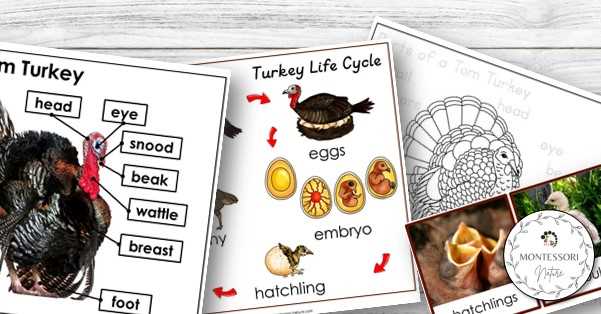 diagram of turkey parts