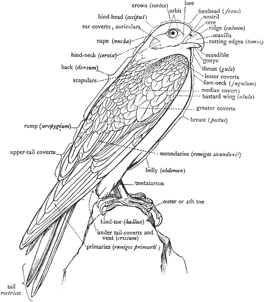 bird parts diagram