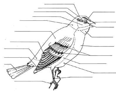 bird parts diagram