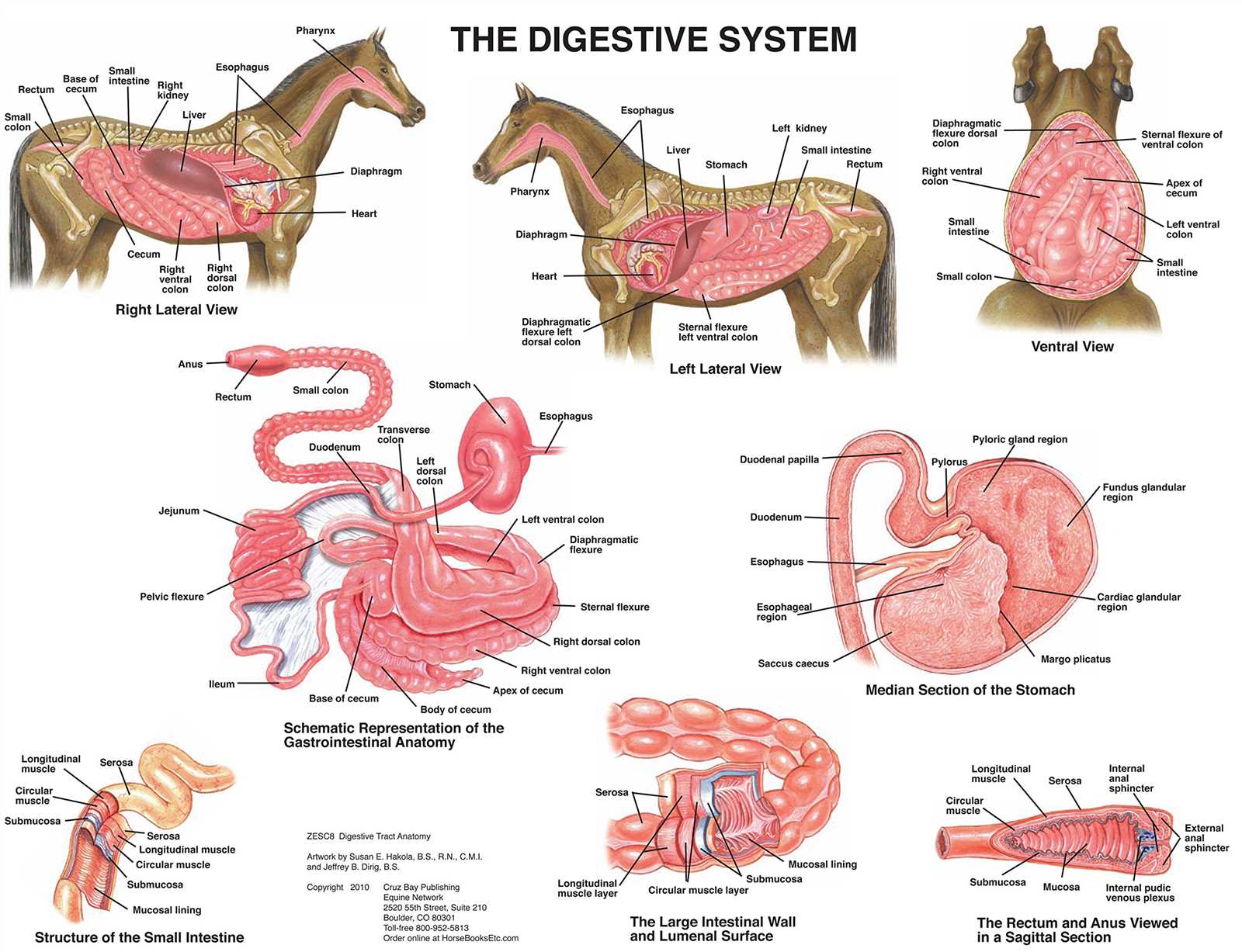 body parts of a horse diagram