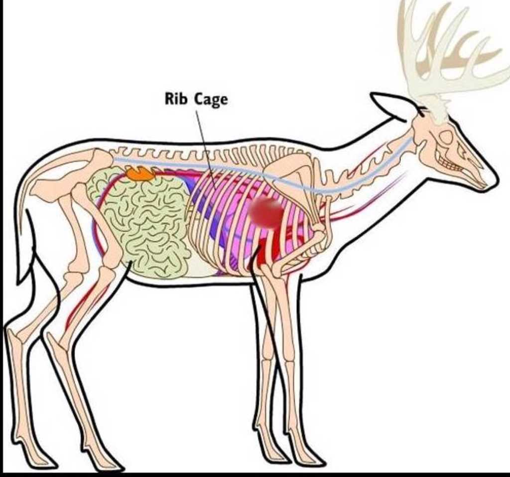 deer body parts diagram