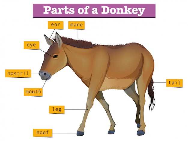 diagram of a horses body parts