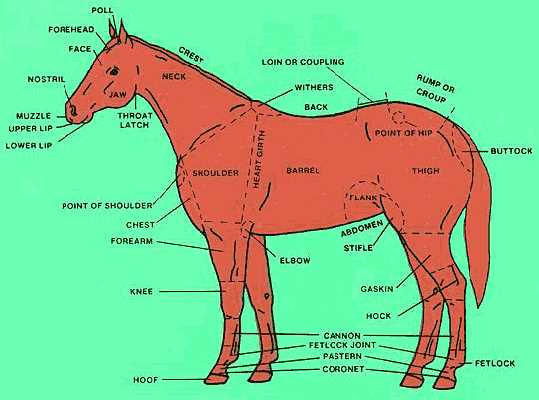 diagram of horse parts