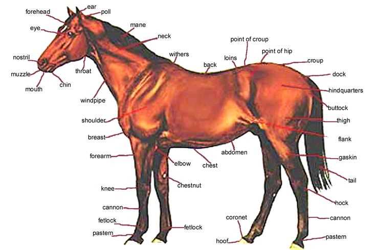 diagram of horse parts