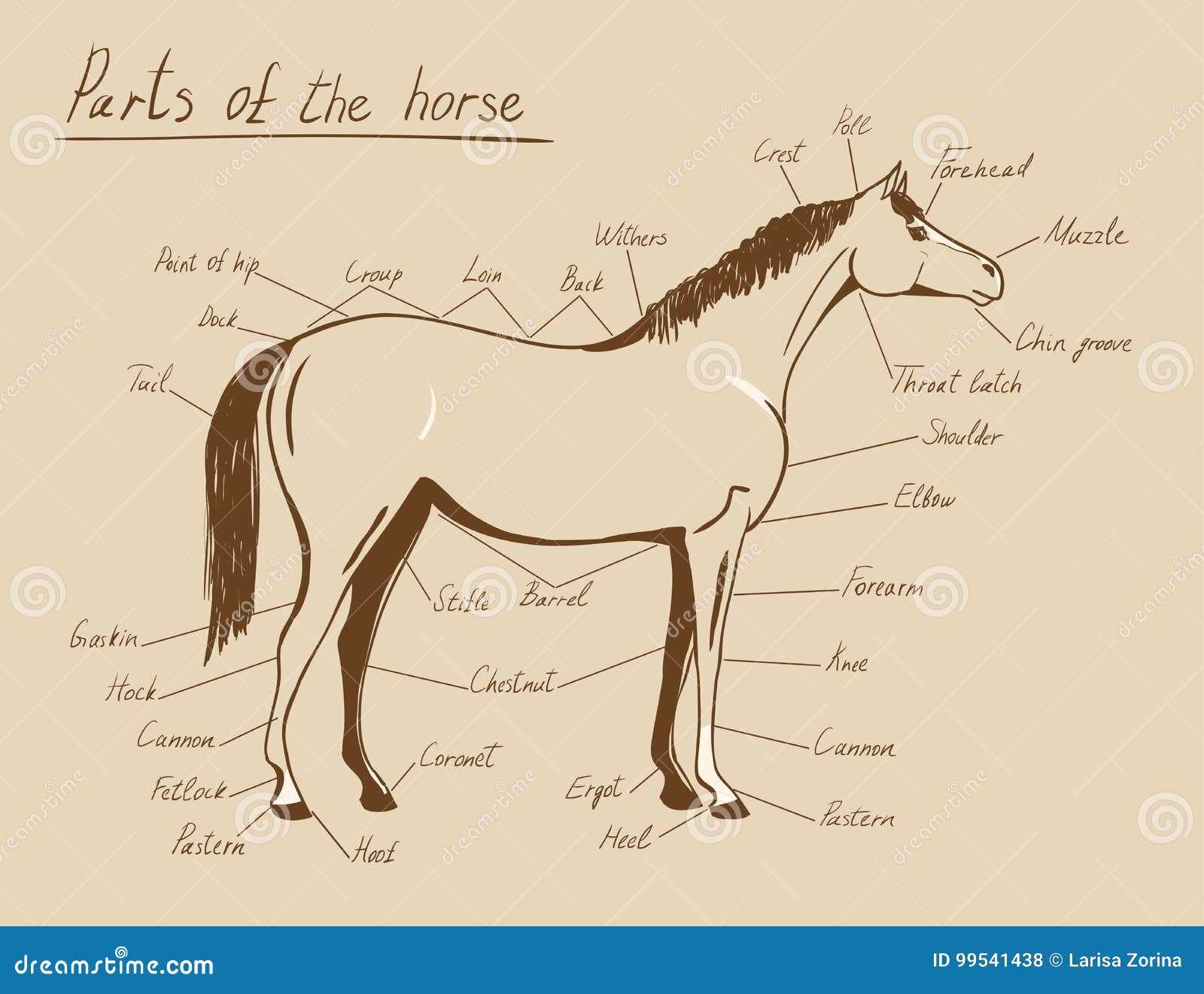 diagram of horse parts