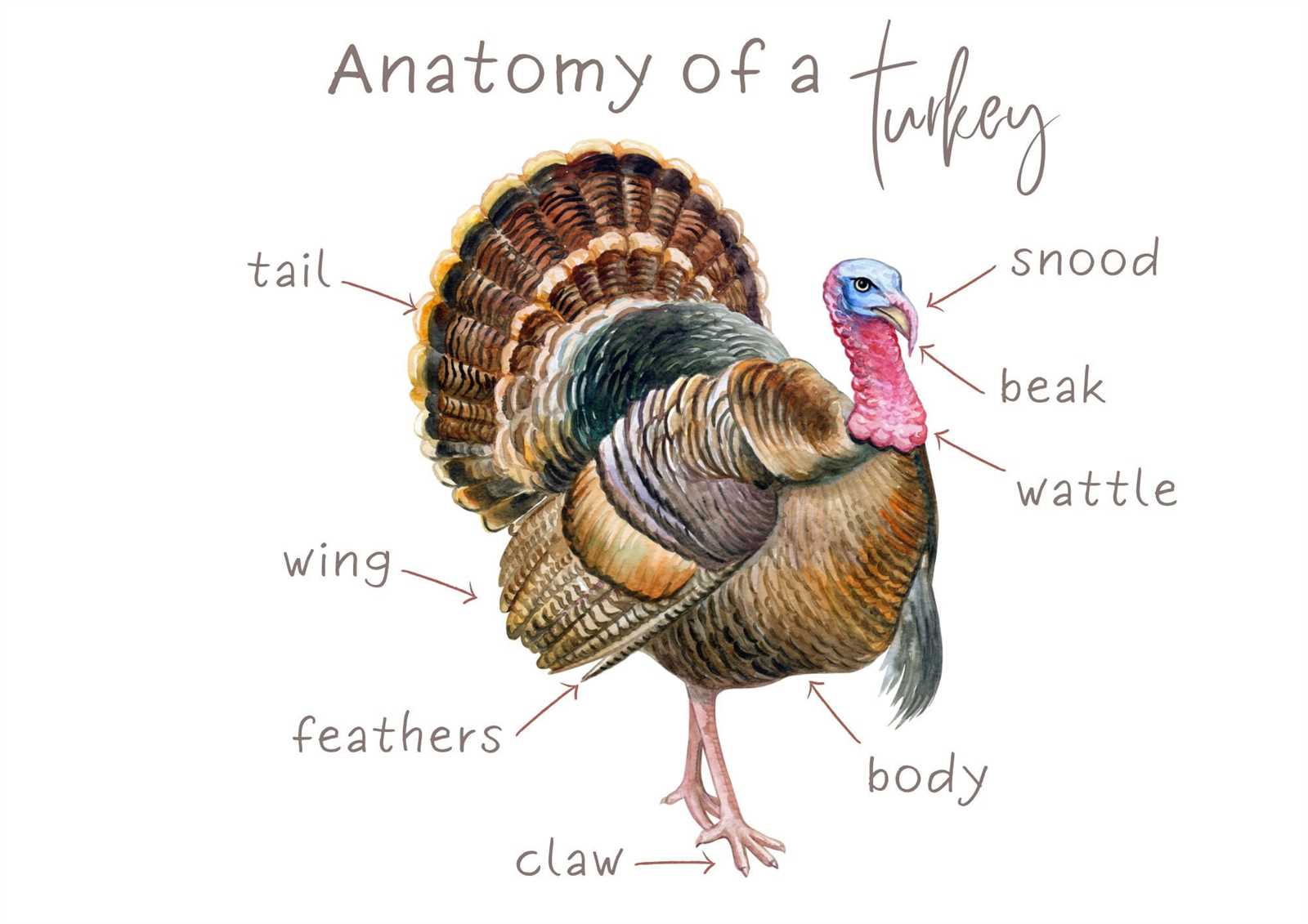 diagram of turkey parts