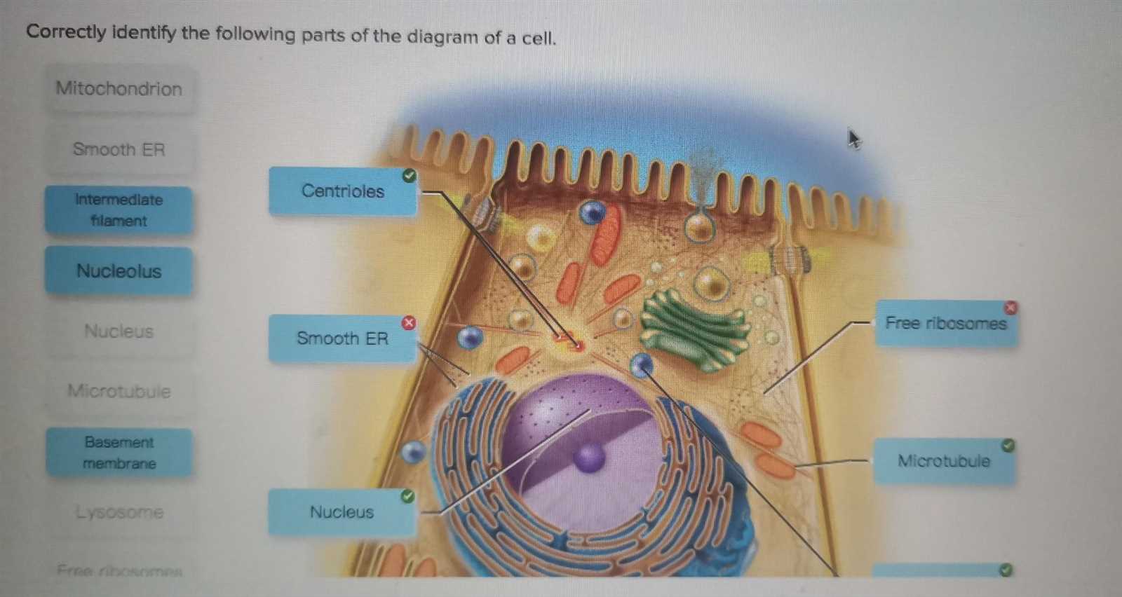 label the two cell parts on the diagram below.