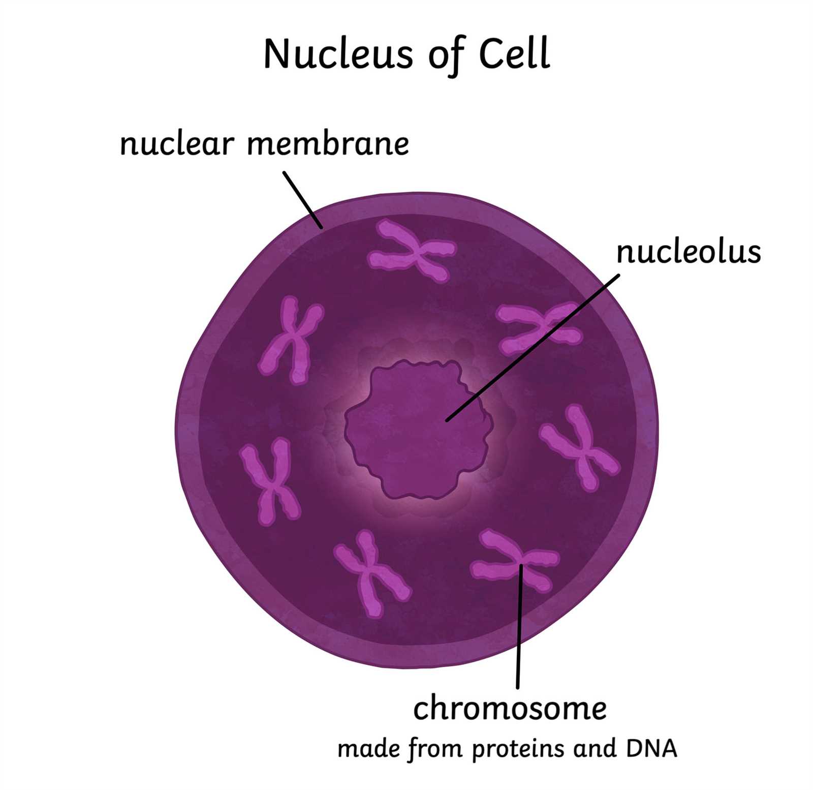 label the two cell parts on the diagram below.