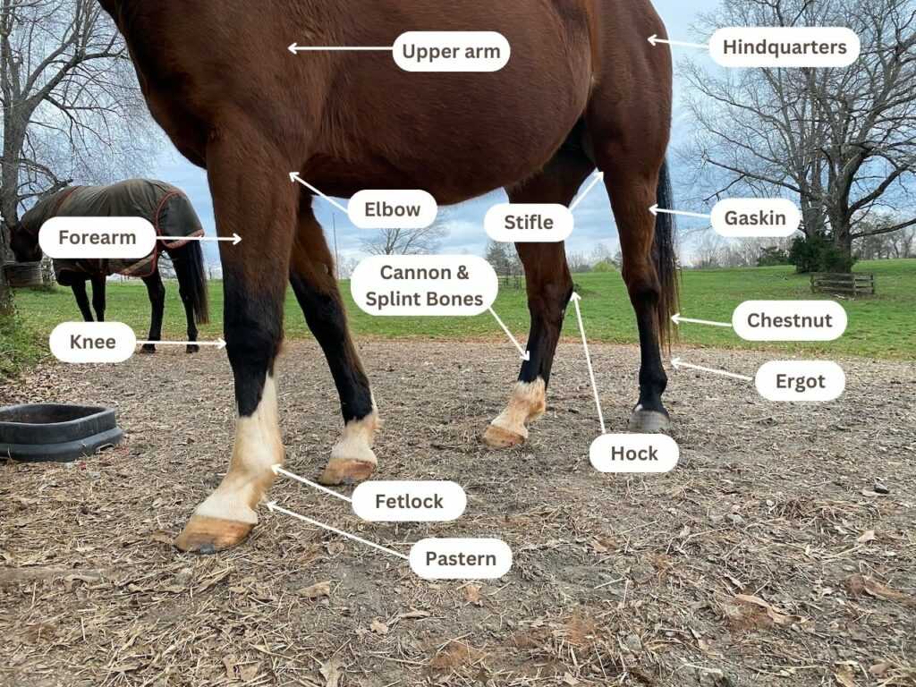 parts of a horse diagram