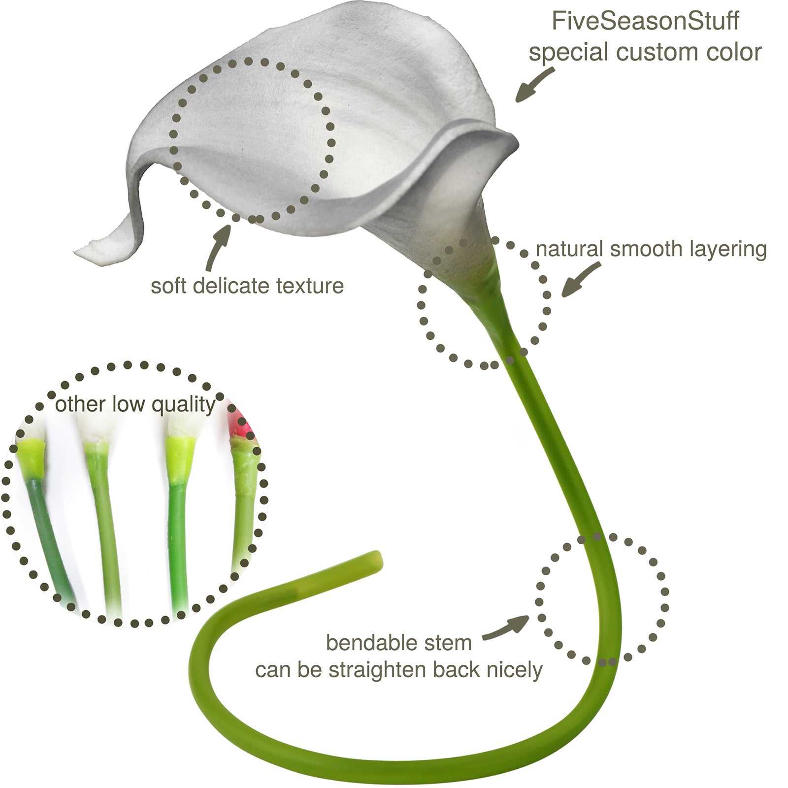 parts of a lily diagram