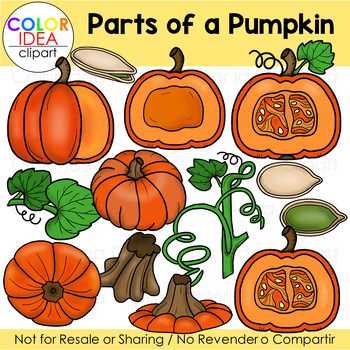 parts of a pumpkin diagram