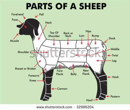 parts of a sheep diagram