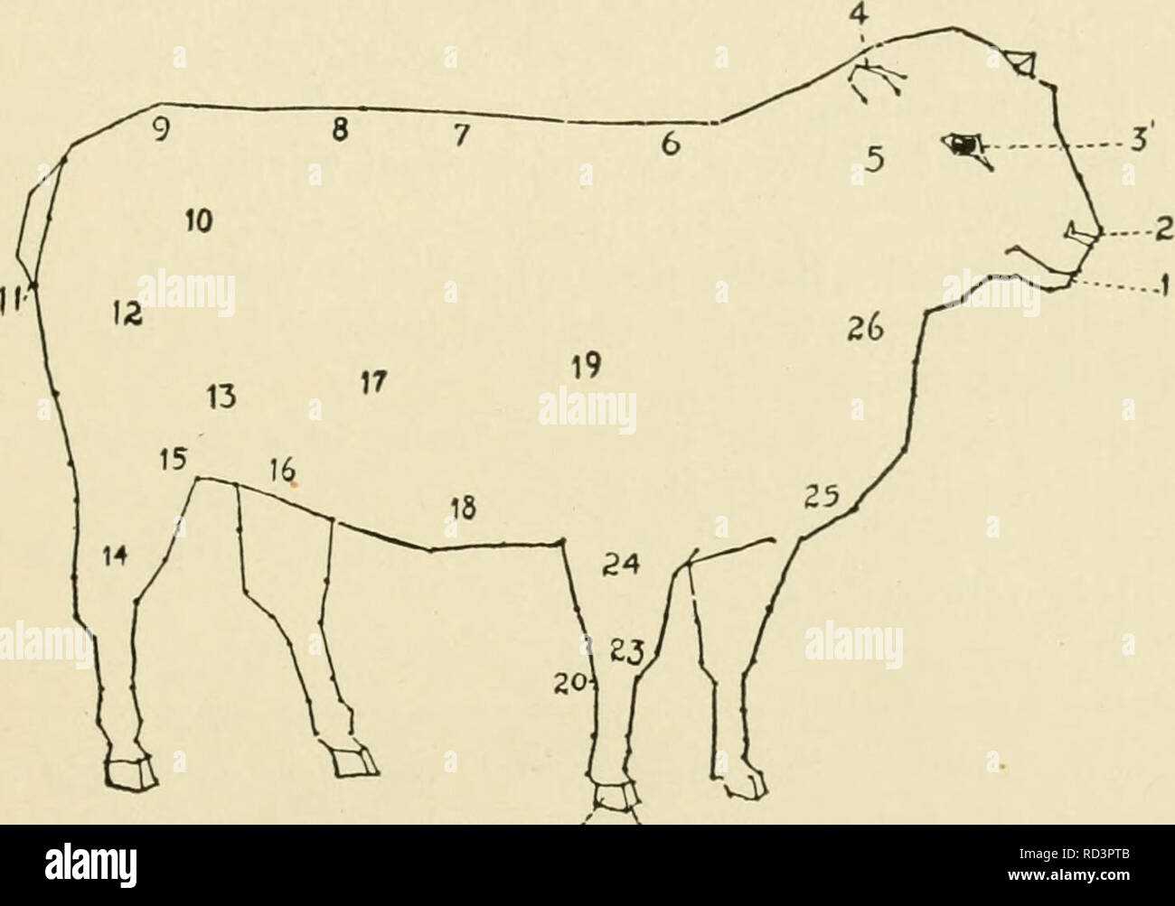 parts of a sheep diagram