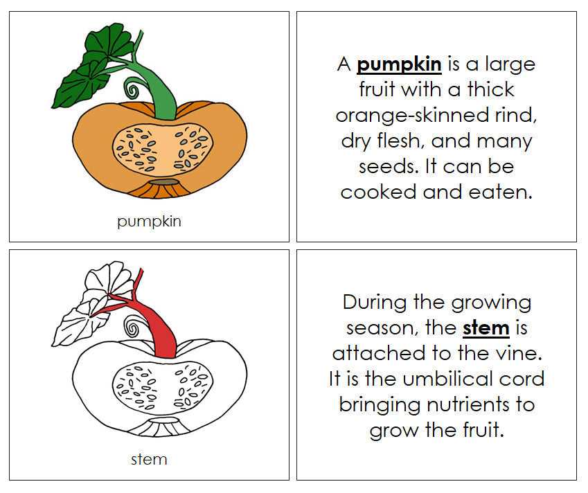 pumpkin parts diagram