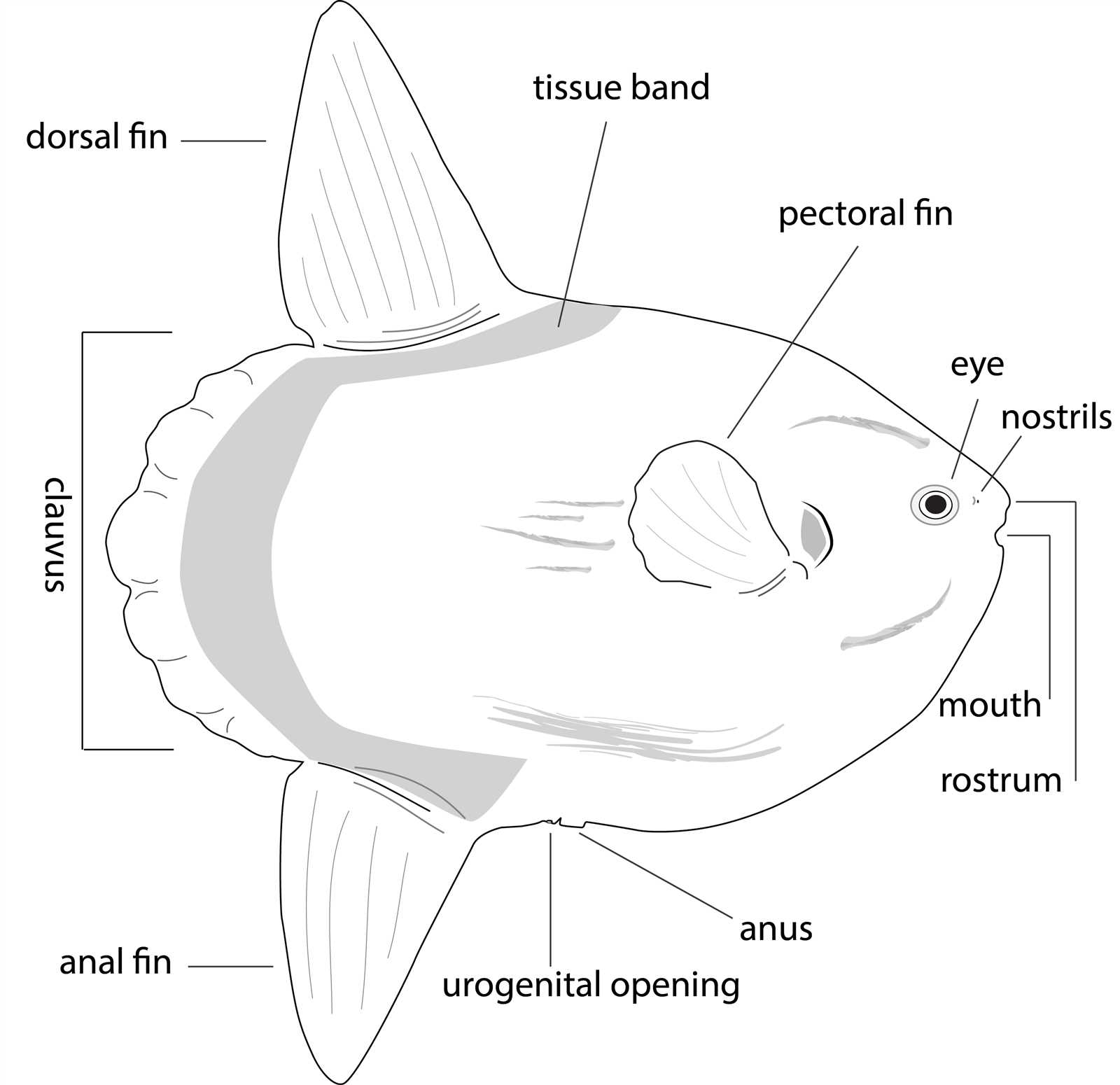 sunfish parts diagram