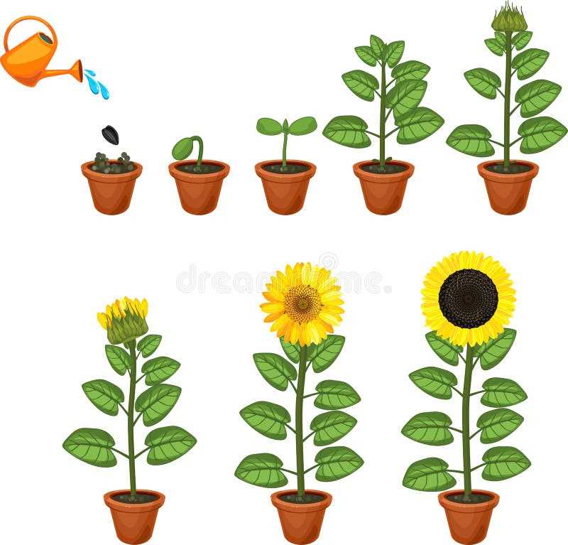 sunflower parts diagram