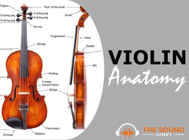 violin diagram parts