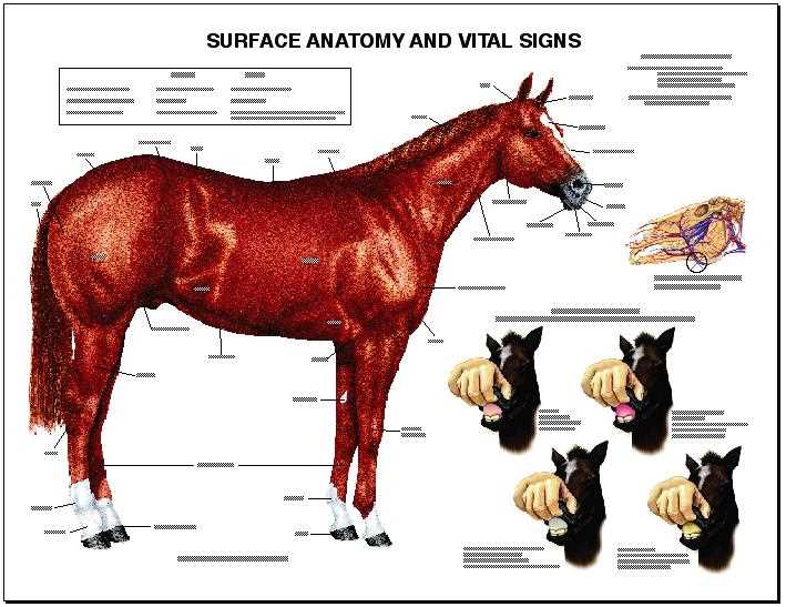 parts of a horse diagram