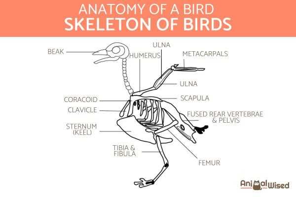 bird parts diagram