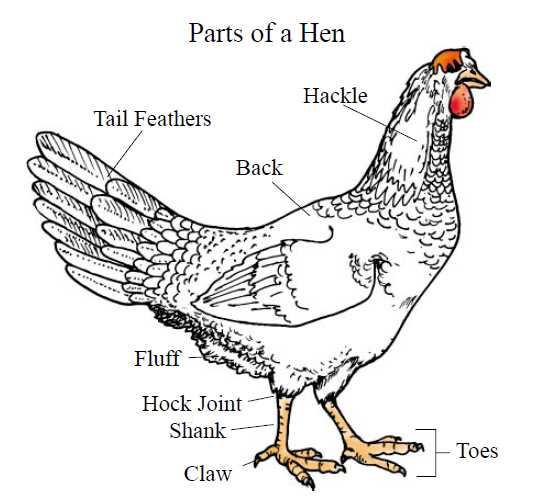 bird parts diagram