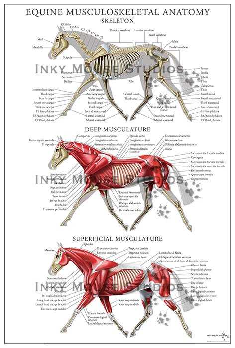 body parts of a horse diagram