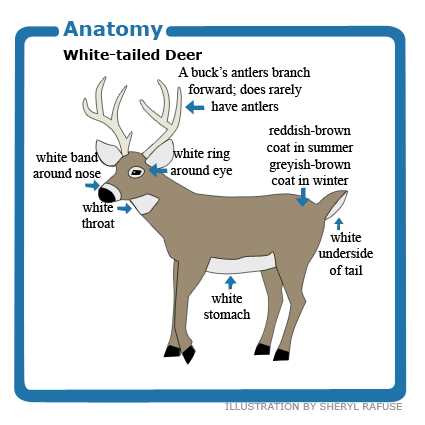 deer body parts diagram