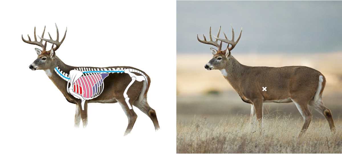 deer body parts diagram