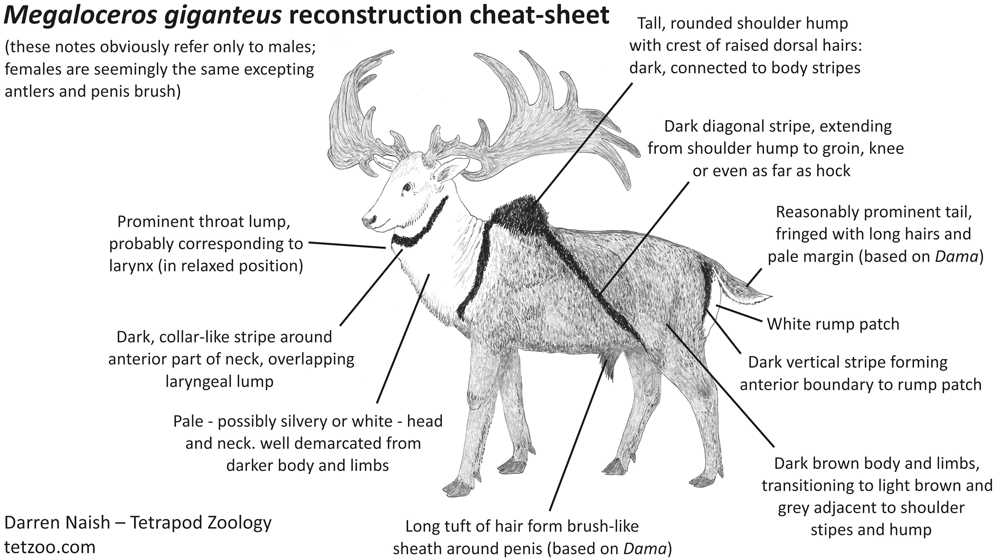 deer body parts diagram