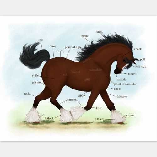 diagram of a horses body parts