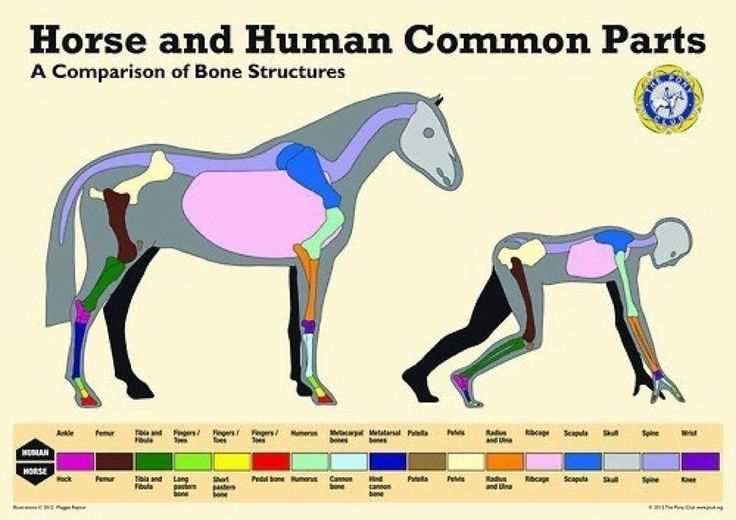 diagram of a horses body parts