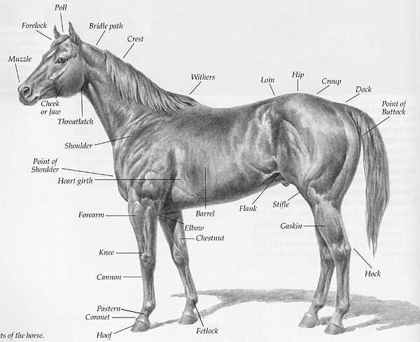 diagram of horse parts