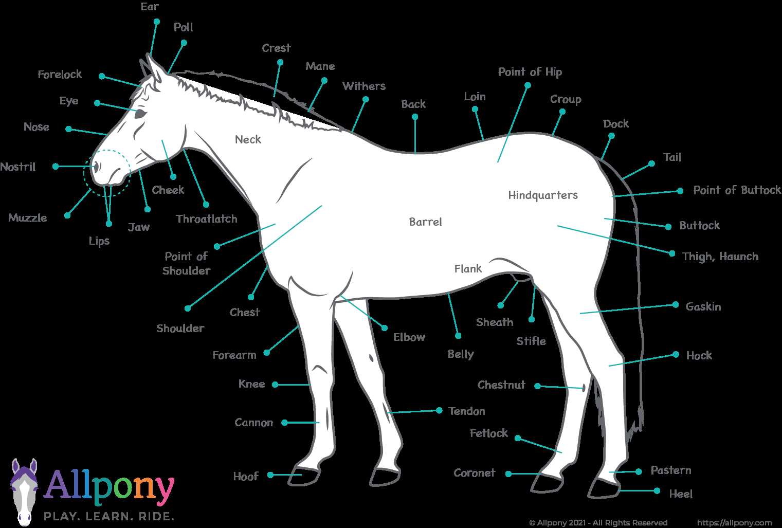 diagram of horse parts