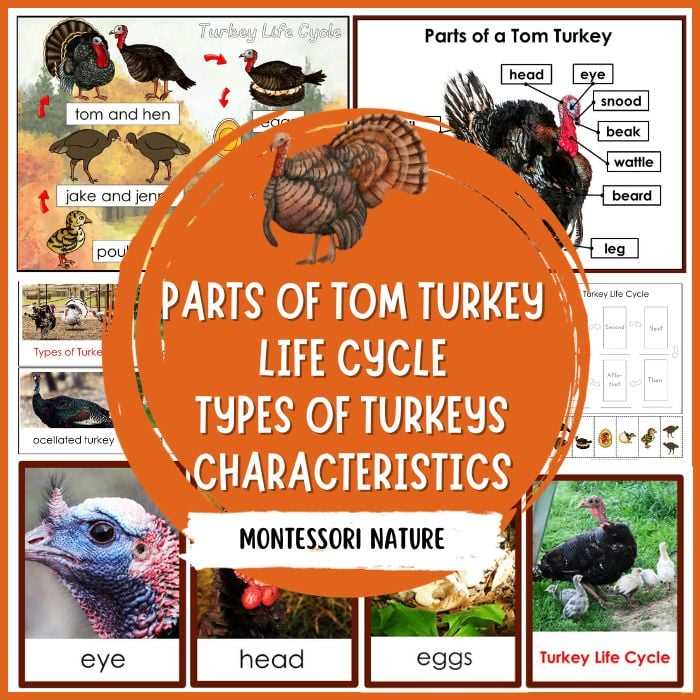 diagram of turkey parts