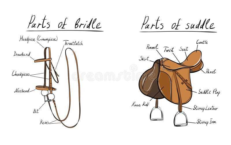 parts of saddle diagram