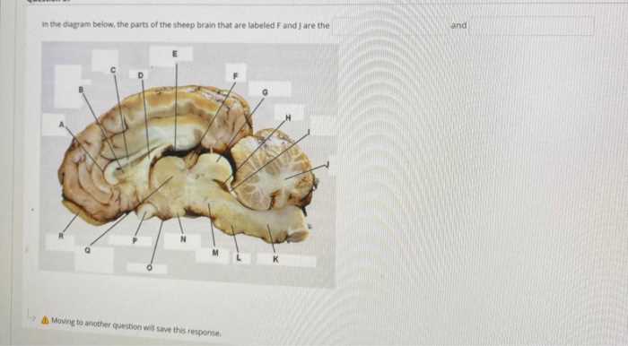 parts of a sheep diagram