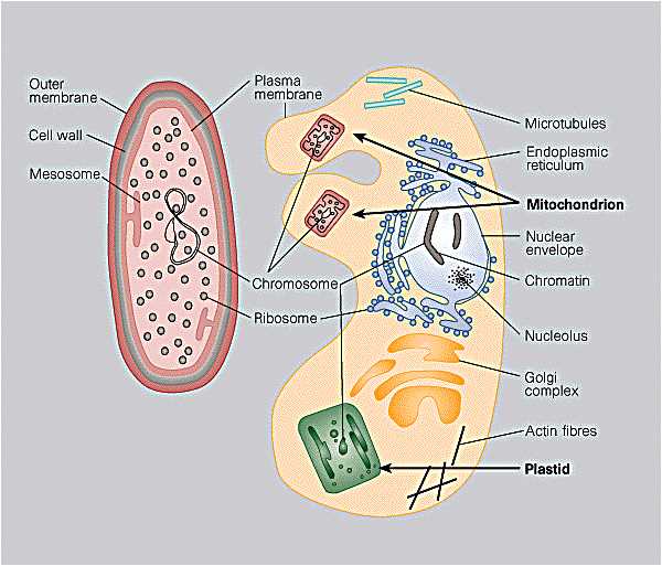 label the two cell parts on the diagram below.