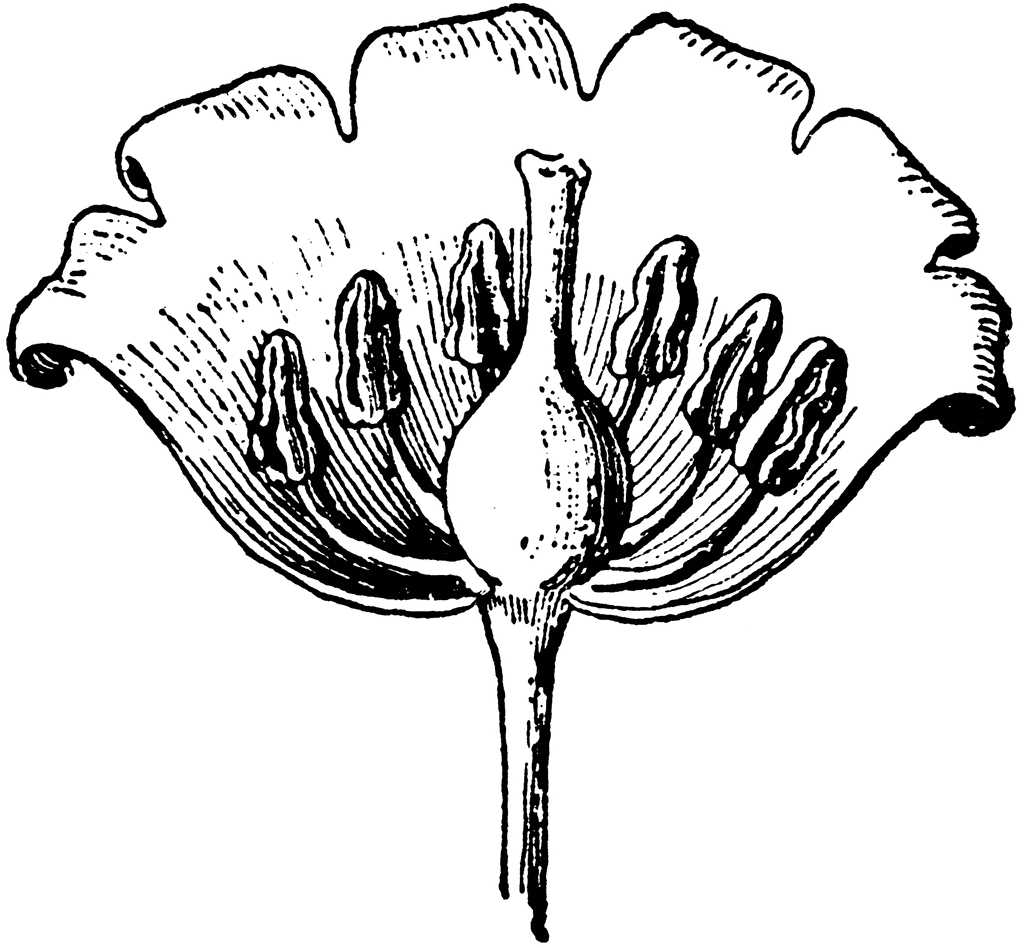 parts of a lily diagram