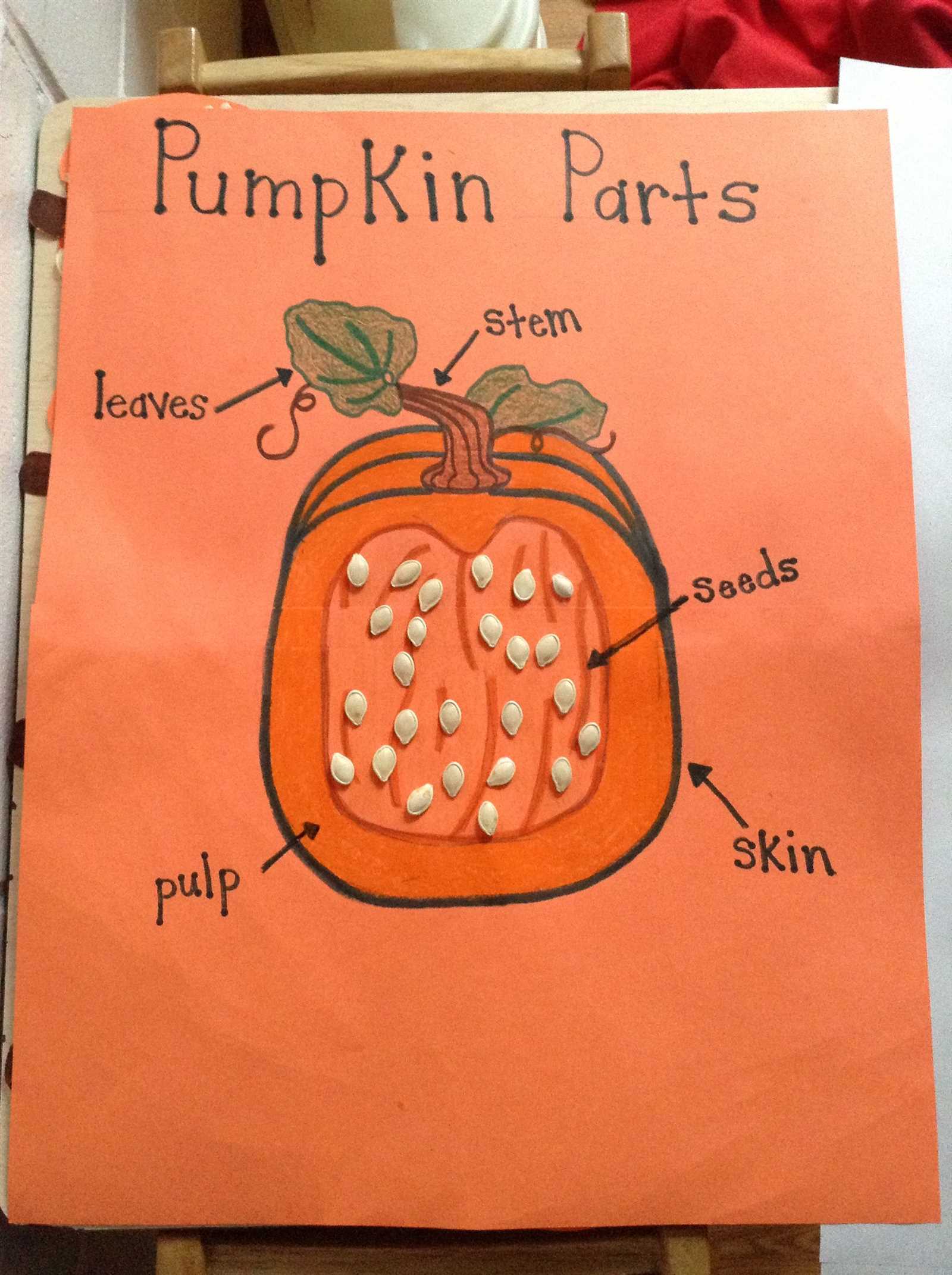 parts of a pumpkin diagram