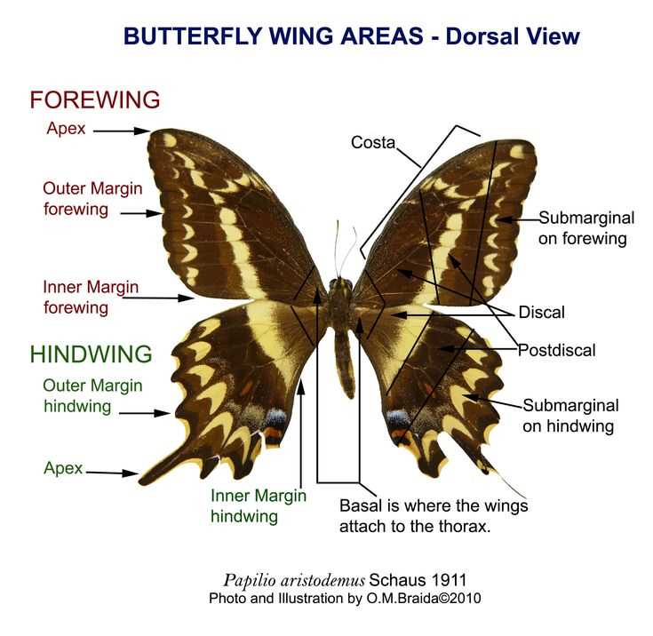 parts of a butterfly diagram