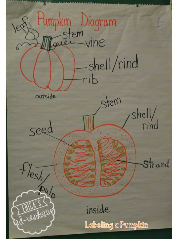 parts of a pumpkin diagram