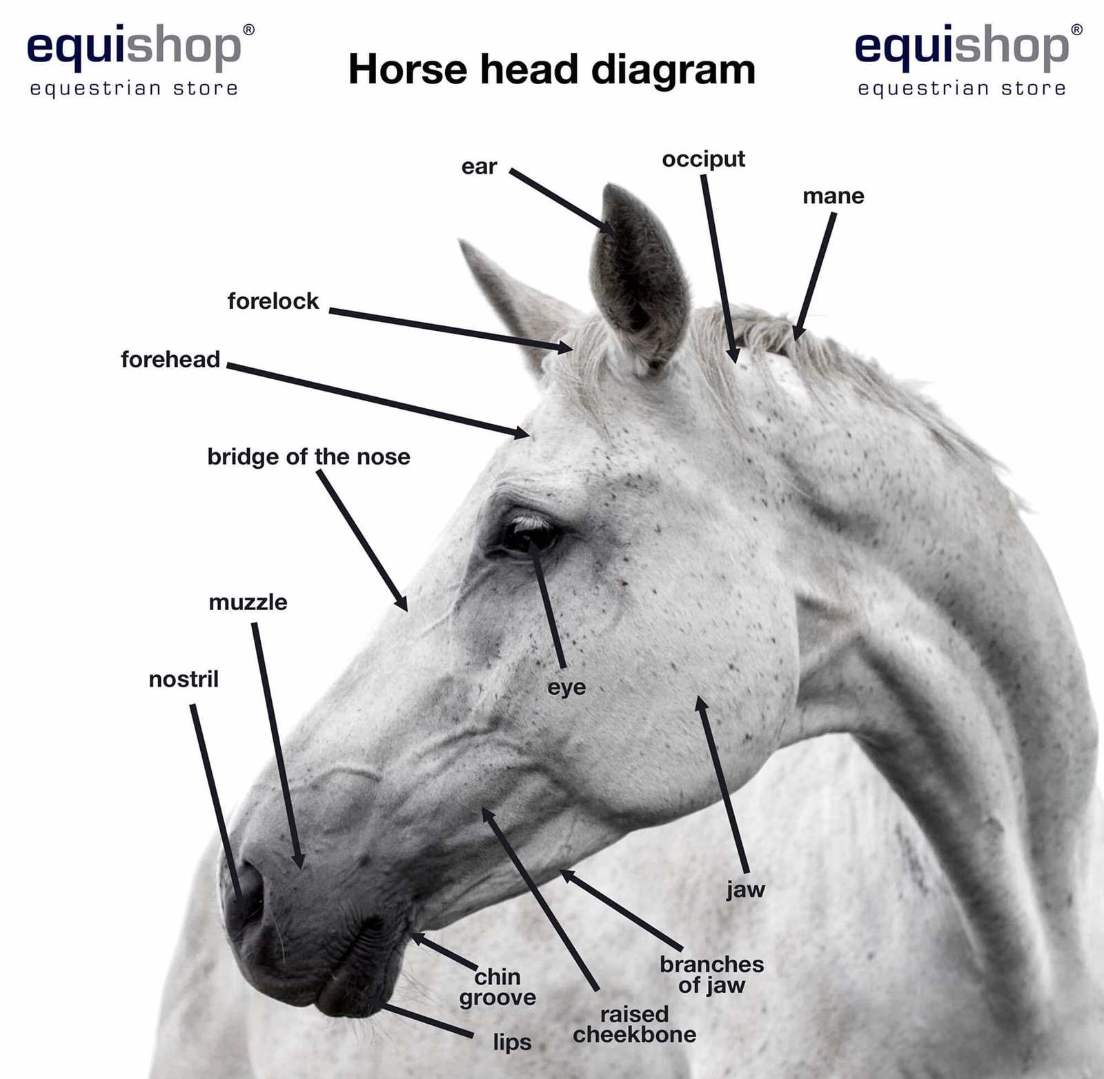 diagram of horse parts