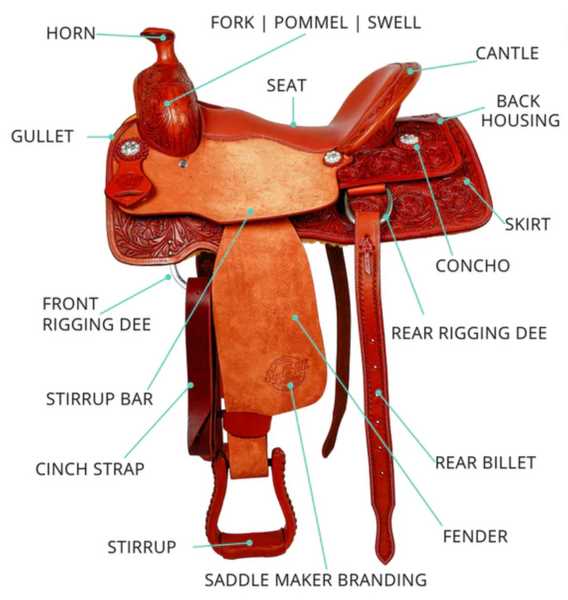 diagram of horse parts