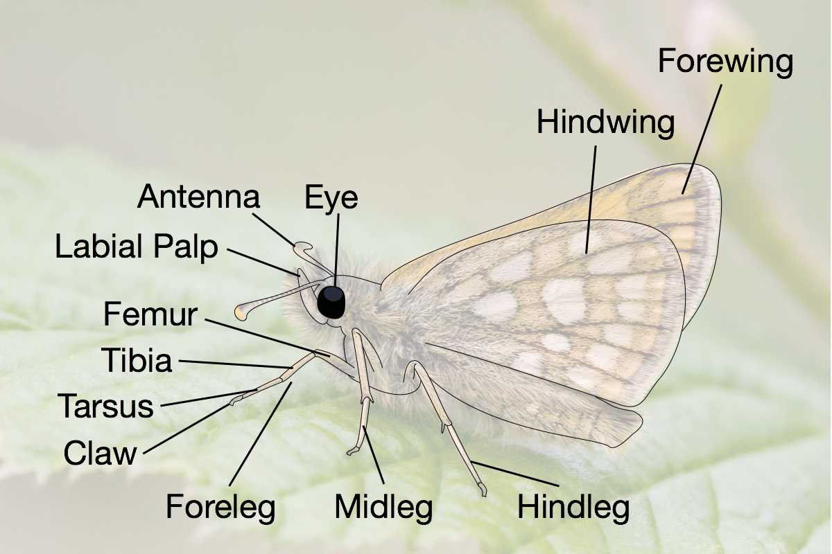 parts of a butterfly diagram