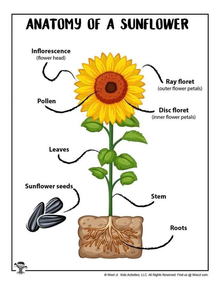 sunflower disc parts diagram