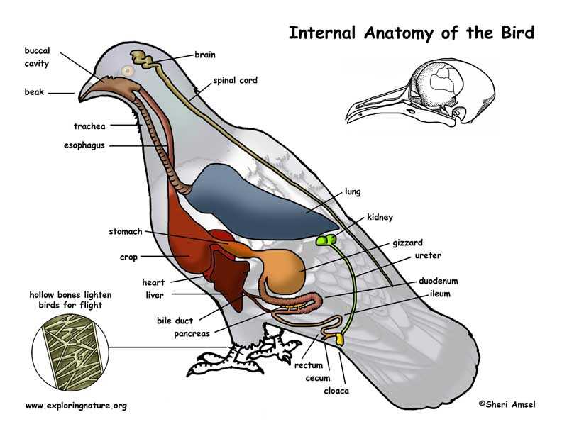 bird parts diagram