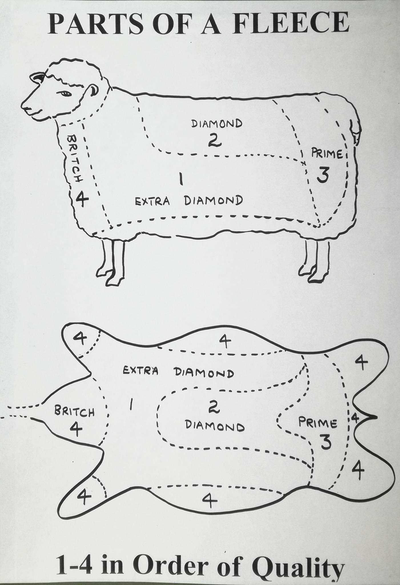 parts of a sheep diagram