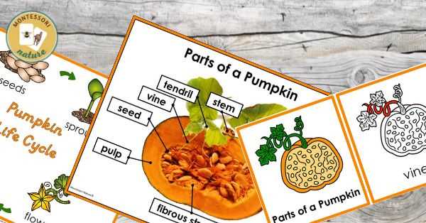 parts of a pumpkin diagram