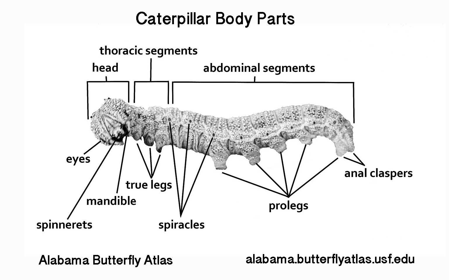 parts of a butterfly diagram