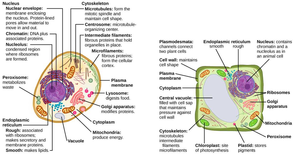 label the two cell parts on the diagram below.