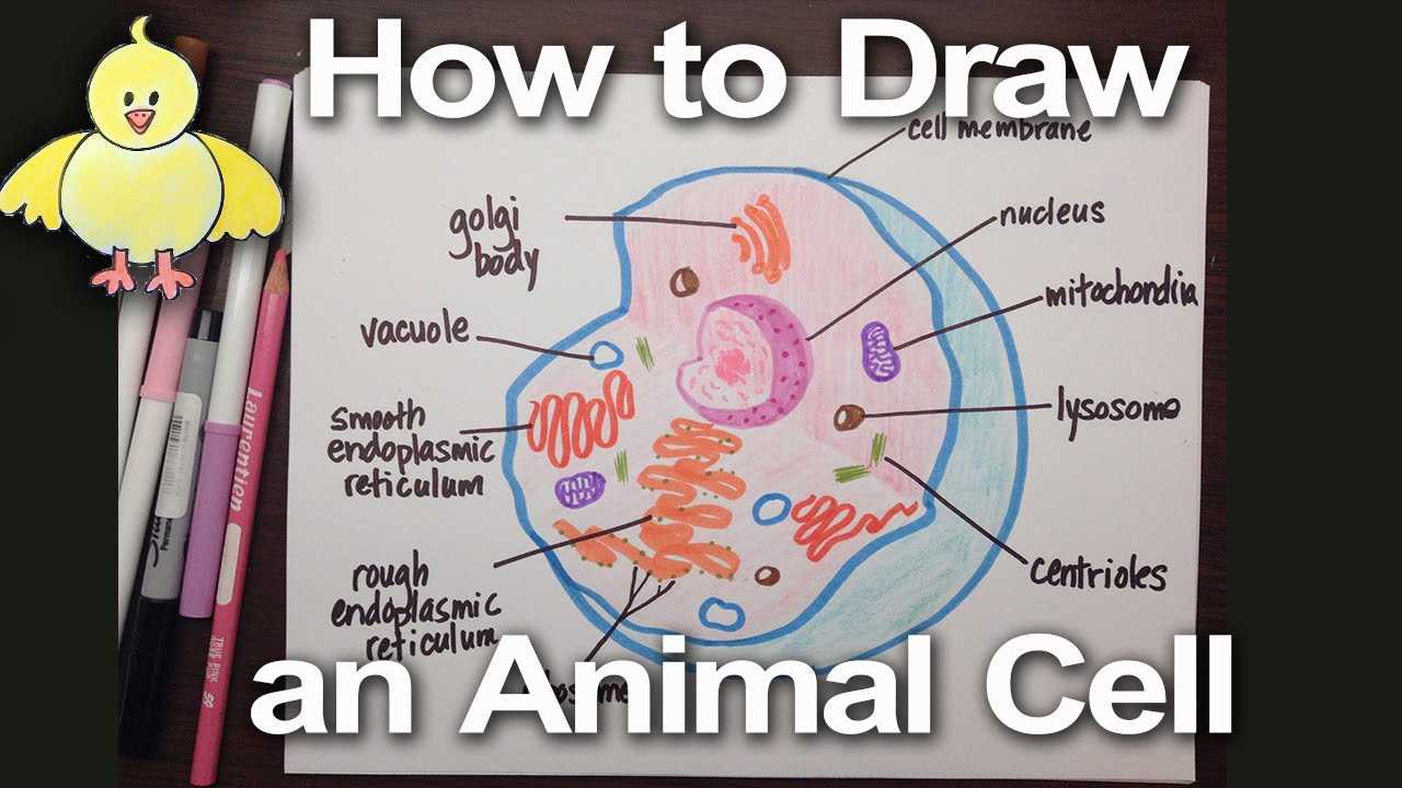 label the two cell parts on the diagram below.